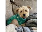 Adopt Terrence2 a Terrier