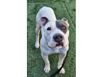Adopt Patron a Pit Bull Terrier