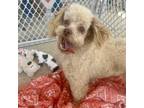 Adopt Huckberry a Poodle