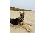 Adopt Spooda a German Shepherd Dog