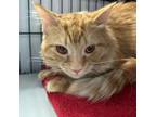 Adopt Blueberry a Domestic Long Hair