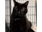 Adopt pepe le pew a Domestic Short Hair