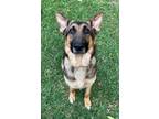 Adopt Sarge a German Shepherd Dog