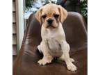Puggle Puppy for sale in Ireton, IA, USA