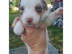 Miniature Australian Shepherd Puppy for sale in Dixon, MO, USA