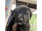 Adopt Fred Schneider B- 52s a Mixed Breed