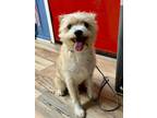 Adopt Lucky a West Highland White Terrier / Westie
