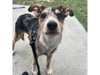 Adopt Sully a Mixed Breed