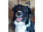 Adopt LLP Richmond : Roscoe a Australian Shepherd, Collie