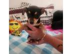 Chihuahua Puppy for sale in Kutztown, PA, USA