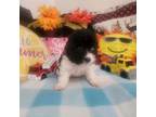 Havanese Puppy for sale in Kutztown, PA, USA