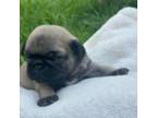 Pug Puppy for sale in Prior Lake, MN, USA