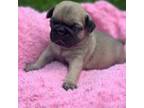 Pug Puppy for sale in Prior Lake, MN, USA