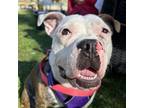 Adopt Benny a Pit Bull Terrier