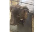 Adopt Vinny a Pit Bull Terrier, Mastiff