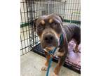 Adopt Rolo a Pit Bull Terrier, Mixed Breed