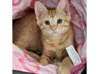 Adopt Red. (Reddy) a Domestic Short Hair