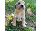 Goldendoodle Puppy for sale in Coats, NC, USA