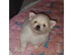Pomeranian Puppy for sale in Manahawkin, NJ, USA