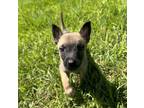 Adopt Space Litter (Hyperion) - Located in Florida a Belgian Shepherd /