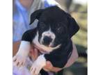 Alapaha Blue Blood Bulldog Puppy for sale in Rock Island, TN, USA