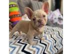 French Bulldog Puppy for sale in Austin, TX, USA