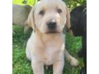 Labrador Retriever Puppy for sale in Penn Yan, NY, USA