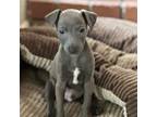Italian Greyhound Puppy for sale in Flagstaff, AZ, USA