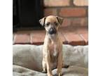 Italian Greyhound Puppy for sale in Flagstaff, AZ, USA
