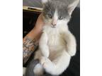 Adopt Patches a Domestic Short Hair