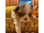 Shih Tzu Puppy for sale in Lakewood, CO, USA