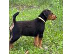 Airedale Terrier Puppy for sale in Hayward, WI, USA