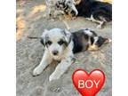 Australian Shepherd Puppy for sale in Angels Camp, CA, USA