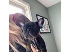 French Bulldog Puppy for sale in Carthage, NY, USA