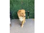 Adopt The One and Only Crunchwrap Supreme* a Retriever, Mixed Breed