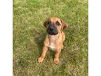 Rhodesian Ridgeback Puppy for sale in Clarkston, MI, USA