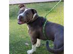 Adopt Chilli* a Pit Bull Terrier, Mixed Breed