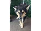 Adopt Mousse* a Shepherd, Mixed Breed