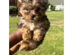 Yorkshire Terrier Puppy for sale in Beaufort, SC, USA