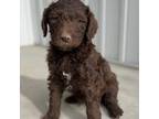 Labradoodle Puppy for sale in Rigby, ID, USA