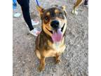Adopt Marvin* a Shepherd, Mixed Breed