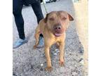 Adopt mojo* a Pit Bull Terrier, Mixed Breed