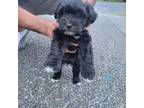 Schnauzer (Miniature) Puppy for sale in Puyallup, WA, USA