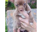 Chihuahua Puppy for sale in Bay Minette, AL, USA