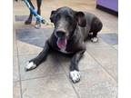 Adopt Jack* a Great Dane, Mixed Breed
