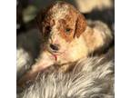 Mutt Puppy for sale in Union City, TN, USA