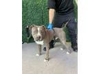 Adopt 55973915 a Pit Bull Terrier, Mixed Breed