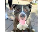 Adopt Spruce* a Pit Bull Terrier, Mixed Breed