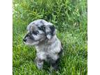 Aussiedoodle Puppy for sale in Spanish Fork, UT, USA