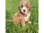 Mutt Puppy for sale in Amelia, OH, USA